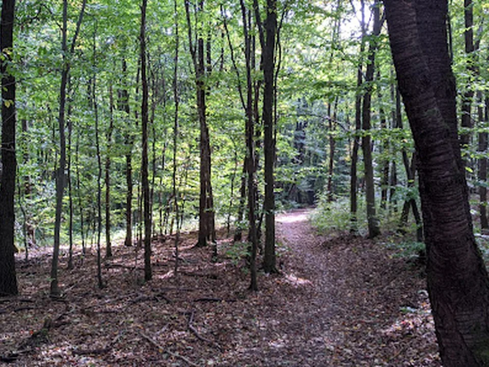 Ottakringer Wald