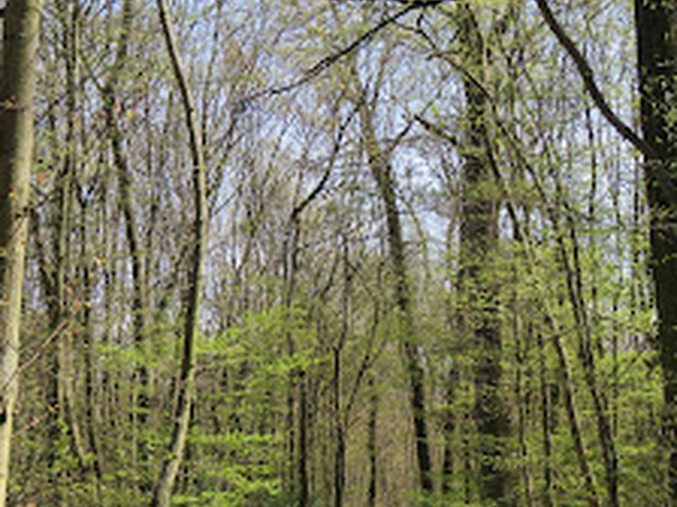 Promenade Hörndlwald