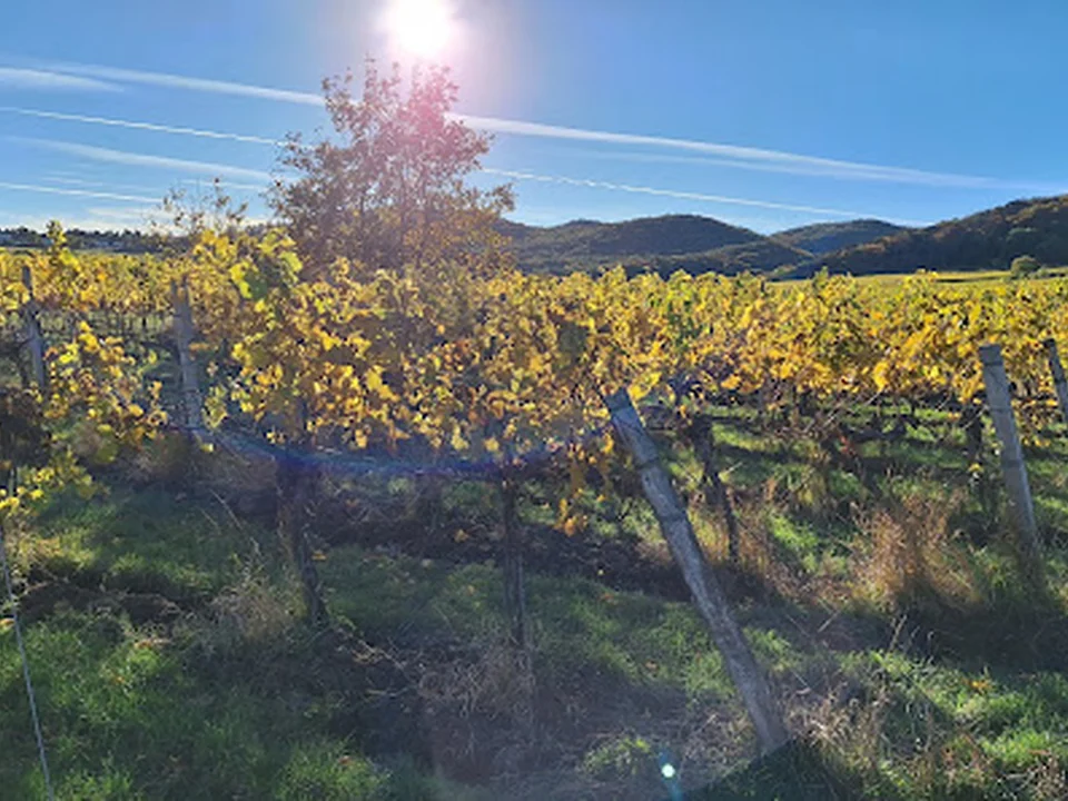 Weinberge Perchtoldsdorf